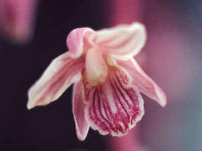 Arizona Crested Coralroot