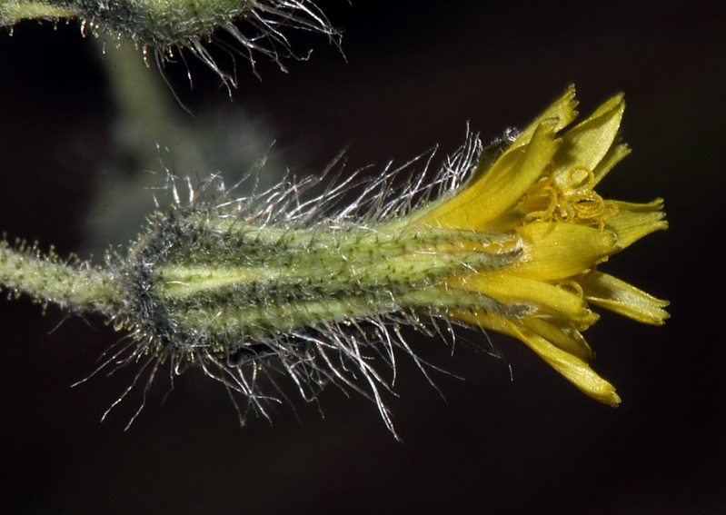 Mogollon Hawkweed