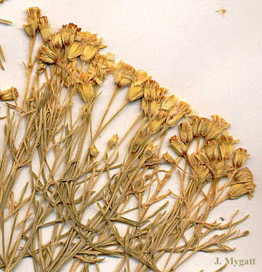 Pinaleno Mountain Rubberweed