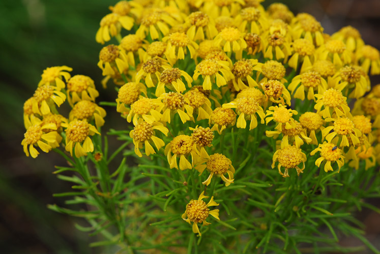 Tall Bitterweed