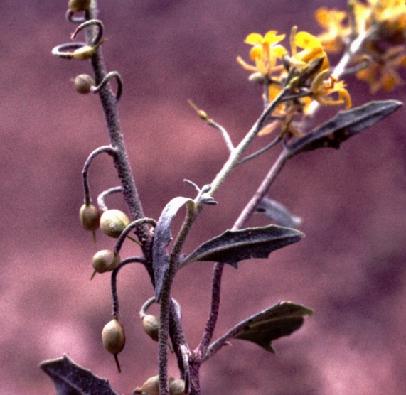 Golden Bladderpod