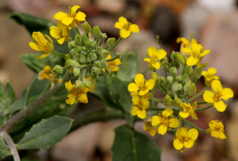 Goodding Bladderpod