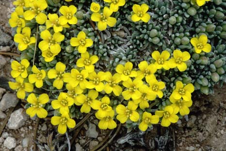 Navajo Bladderpod