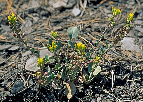 Pagosa Bladderpod