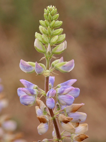 Sierra Blanca Lupine