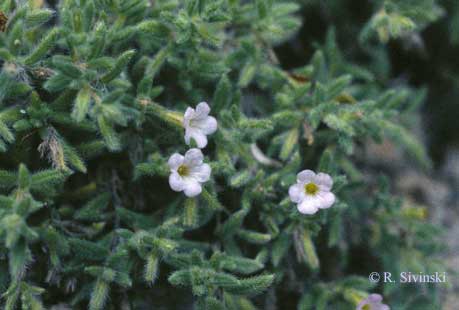 Yellowseed Fiddleleaf