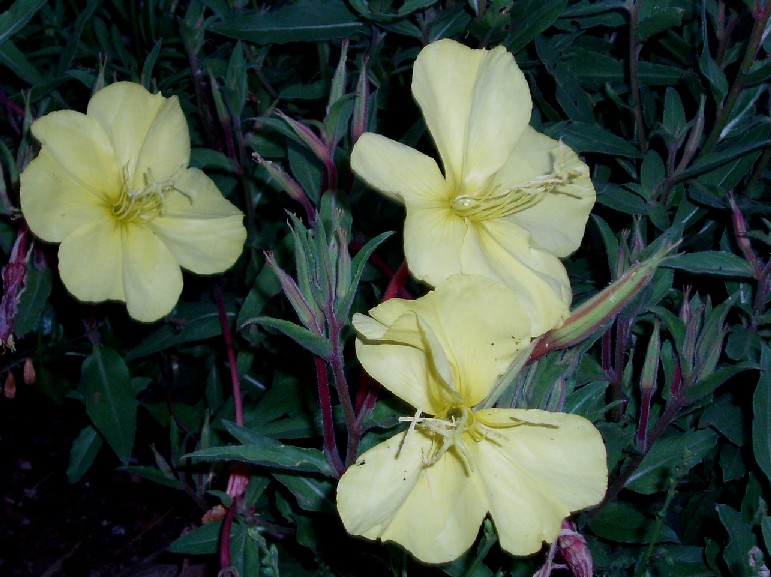 Organ Mountains Evening Primrose