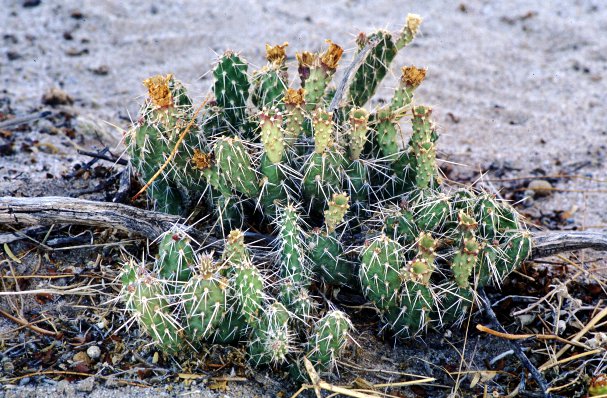Sand Prickly-Pear