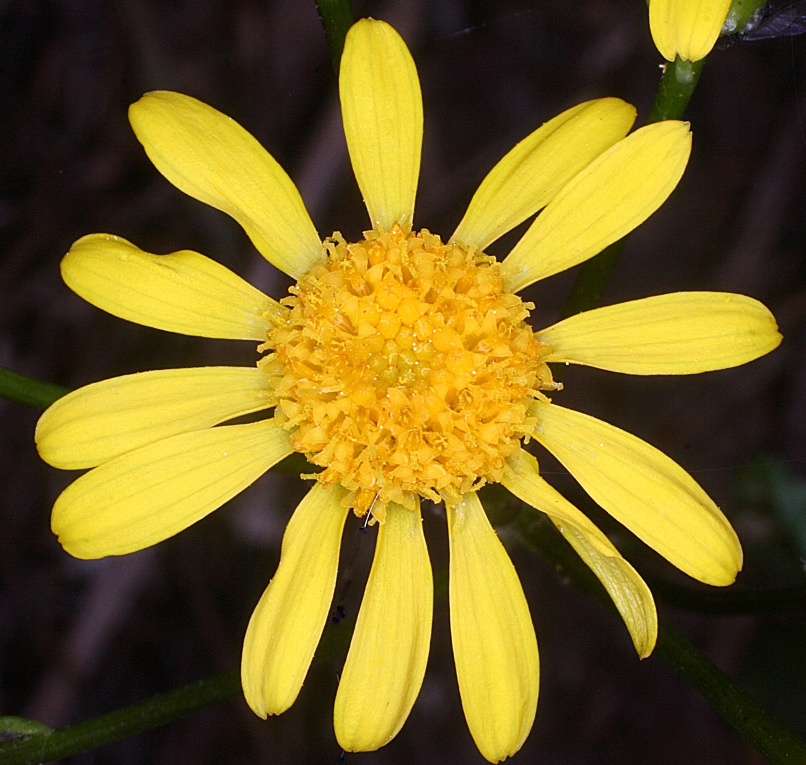 Heartleaf Groundsel