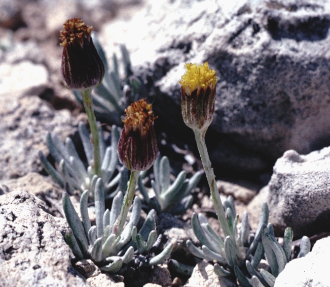 Spellenberg Groundsel