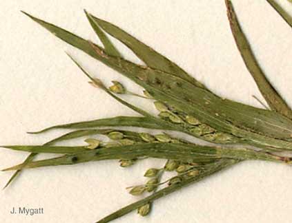 Mohave Panicum