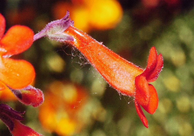 Alamo Beardtongue