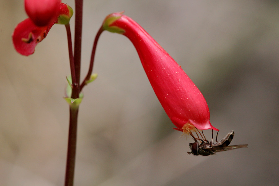 Scarlet Penstemon