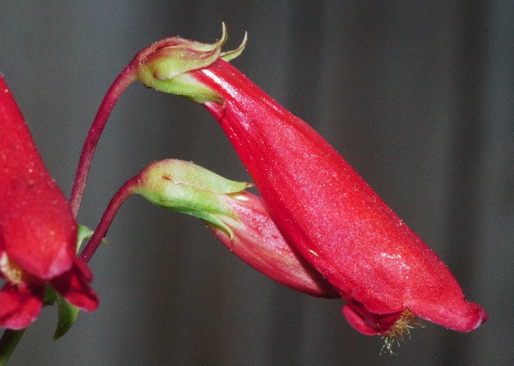 Guadalupe Penstemon