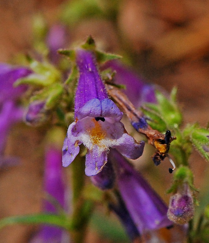 San Mateo Penstemon