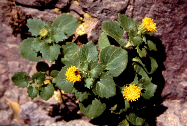 Nodding Cliff Daisy