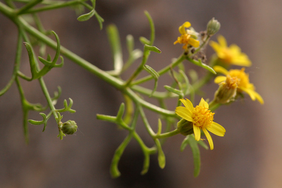 New Mexico Rock Daisy