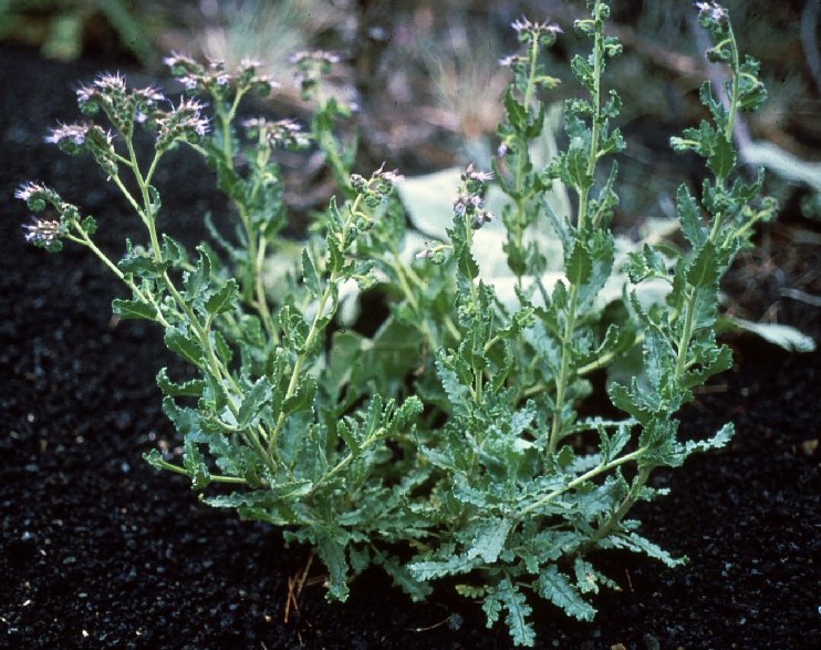 Cinder Phacelia