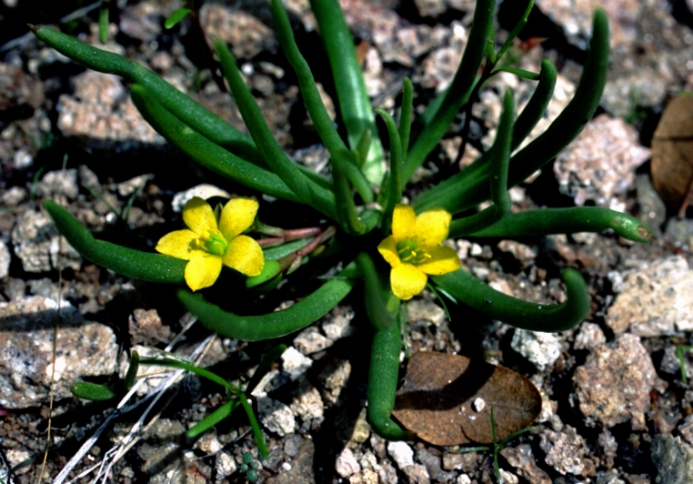 Pinos Altos Flameflower