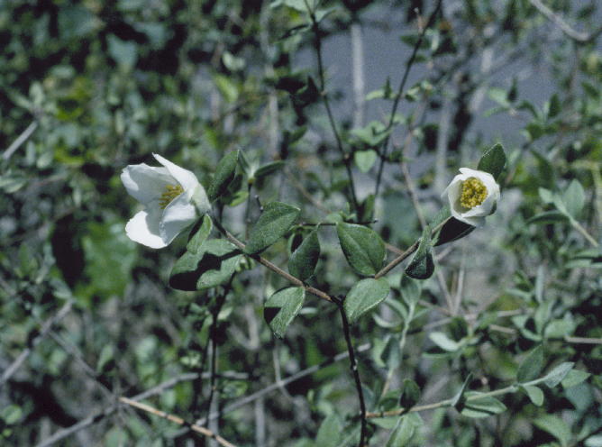 Silvercup Philadelphus