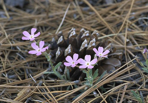 Navajo Mountain Phlox