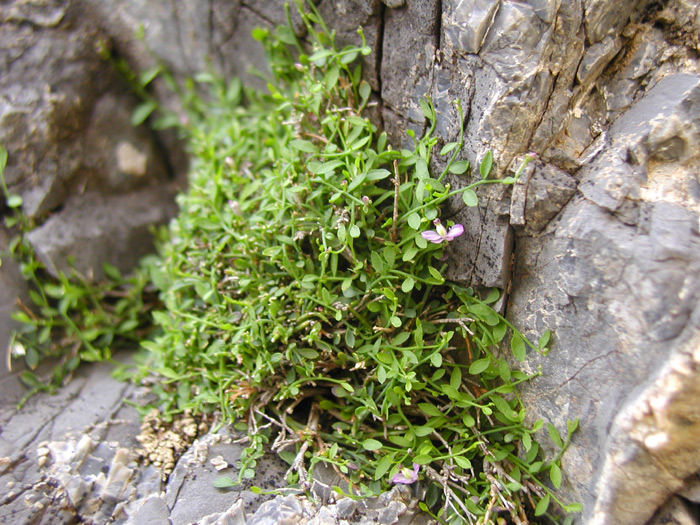 Mescalero Milkwort