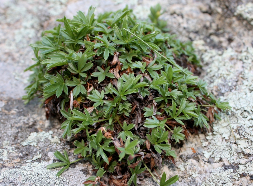 Sierra Blanca Cinquefoil