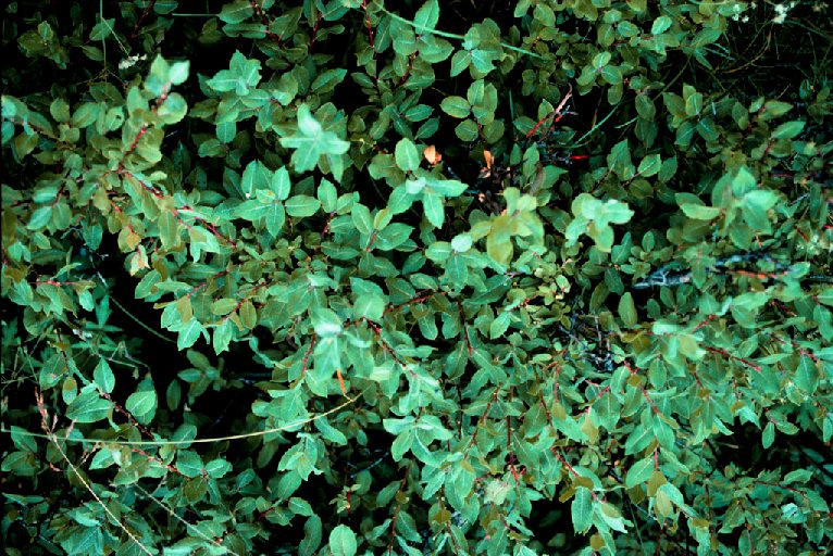 Arizona Willow