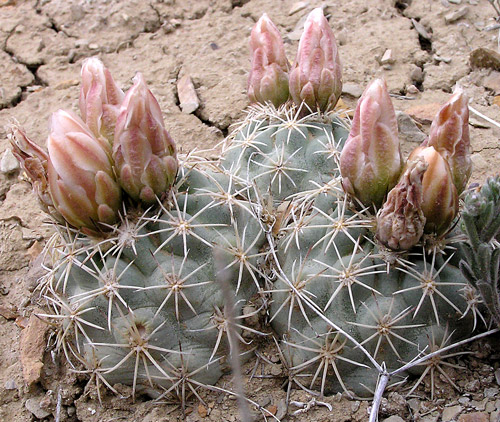 Mesa Verde Cactus