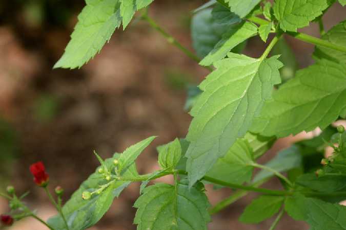 Organ Mountain Figwort