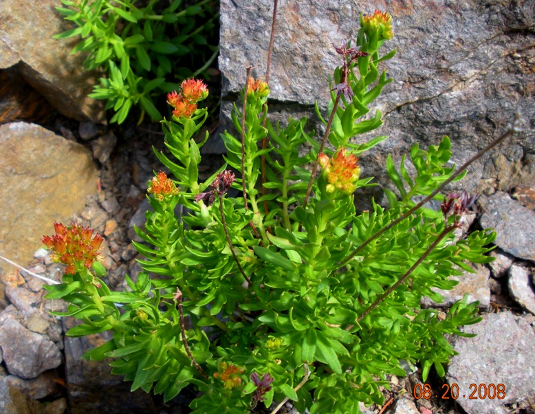 Alpine Sedum