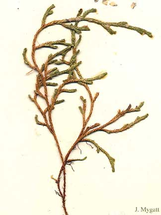 Weatherby's Spike Moss