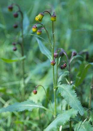 Sacramento Groundsel