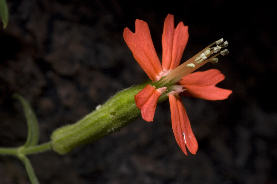 Plank's Catchfly