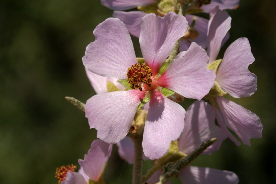 Wright's Globemallow