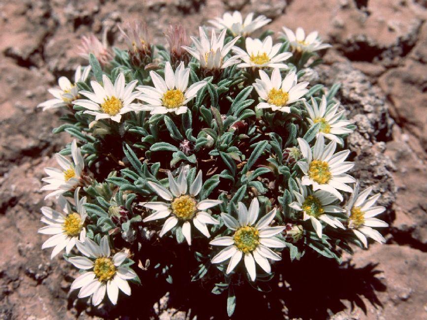 Gypsum Townsend's Aster