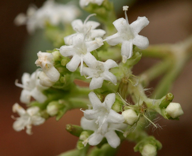 Texas Tobacco-Root