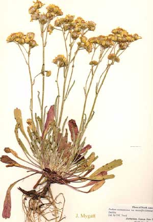 Metcalfe's Groundsel