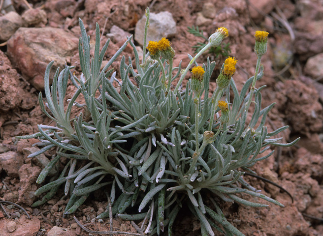 Clifford's Groundsel