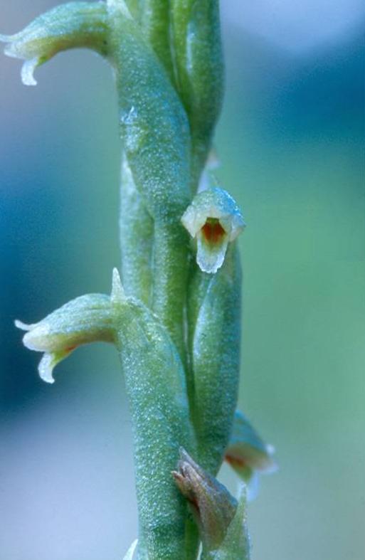 Green Medusa Orchid