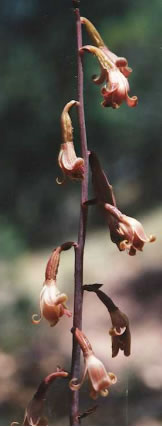 Curly Crested Coralroot