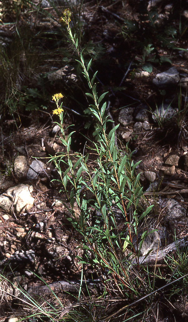 Guadalupe Mountains Goldenrod