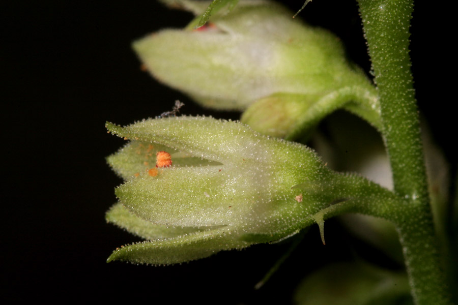 Capitan Peak Alumroot