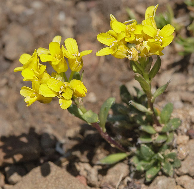 Heil's Alpine Whitlowgrass