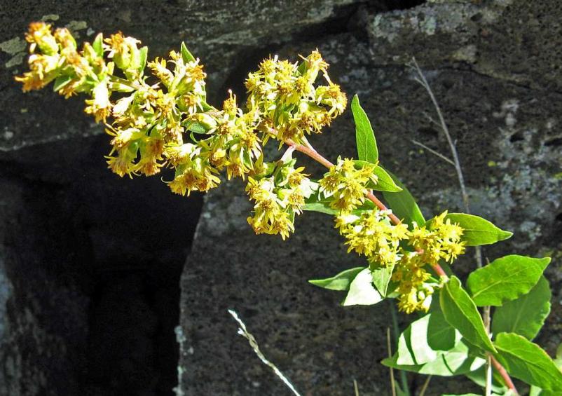 Capulin Goldenrod