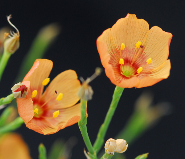 Allred's Flax