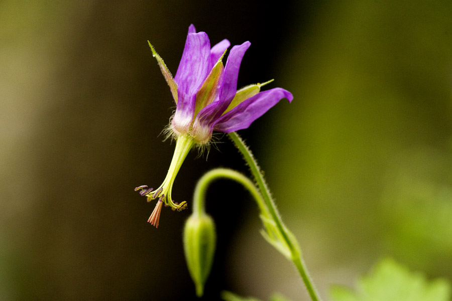 Shootingstar Geranium