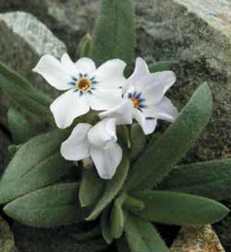 Vermejo Phlox