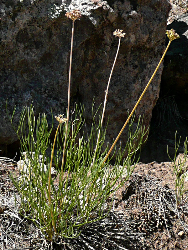 Taos Springsparsley