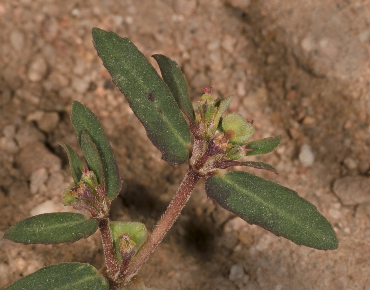 Ray Turner's Spurge